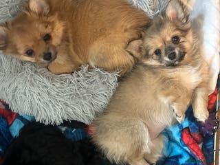 Pomchi dogs stunning fluffy girls - Advert 6