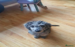 Cockapoo dogs for sale: Cockapoo puppies ready to leave now!! - Image 6