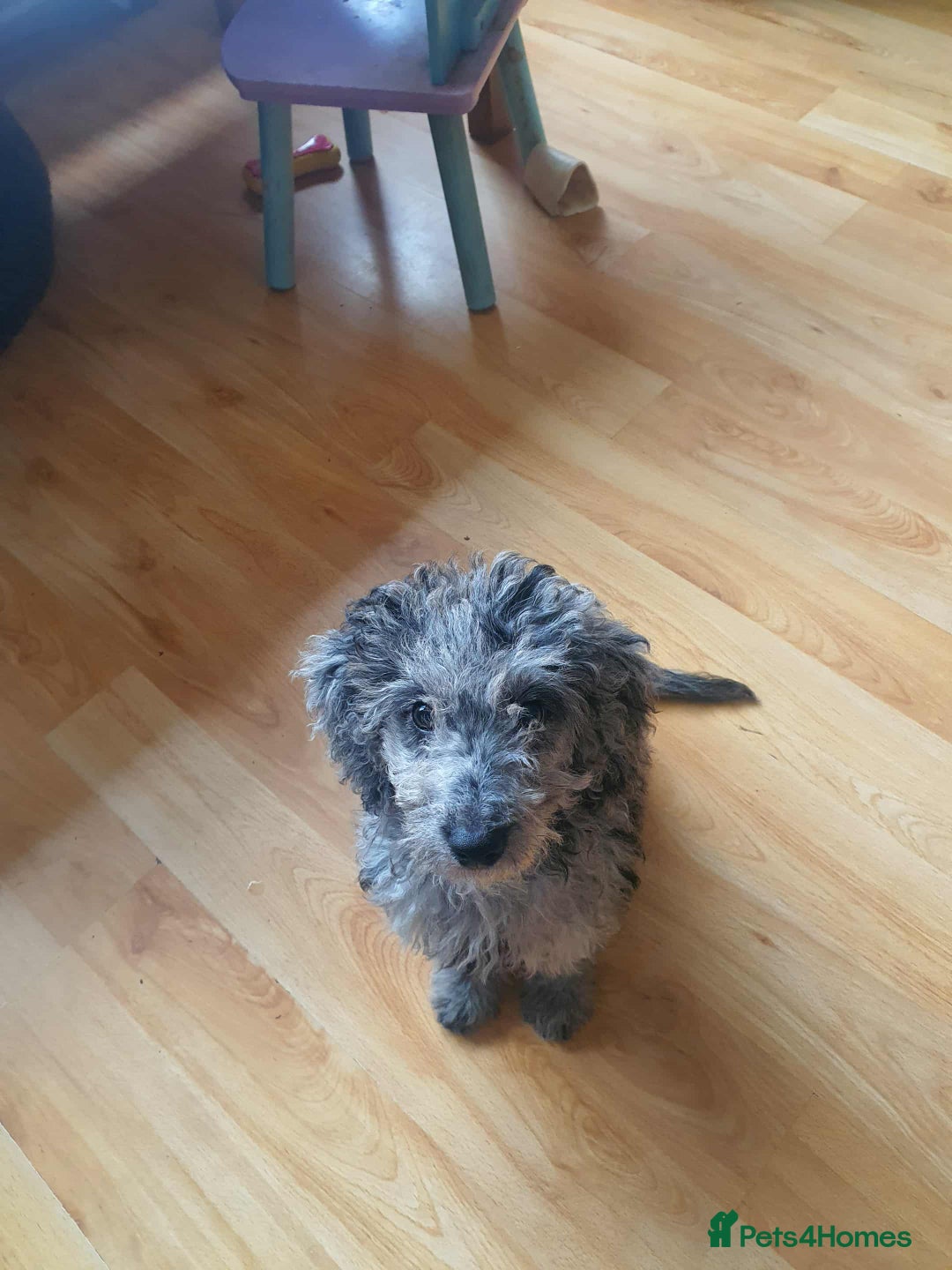 Cockapoo dogs for sale: Cockapoo puppies ready to leave now!! - Image 6
