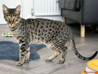 Savannah cats Super affectionate F6 SBT Savannah boy - Advert 4