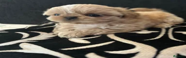 Shih Tzu 1