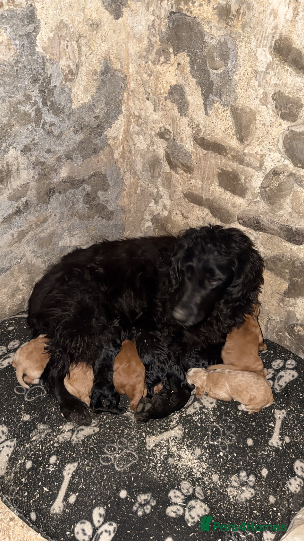 Cocker Spaniel dogs Working cocker spaniel puppies  - Advert 4