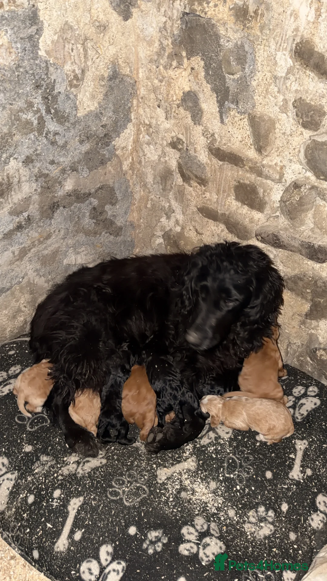 Cocker Spaniel dogs for sale: Working cocker spaniel puppies  - Advert 1