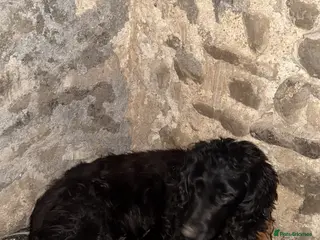 Cocker Spaniel dogs Working cocker spaniel puppies - Advert 4