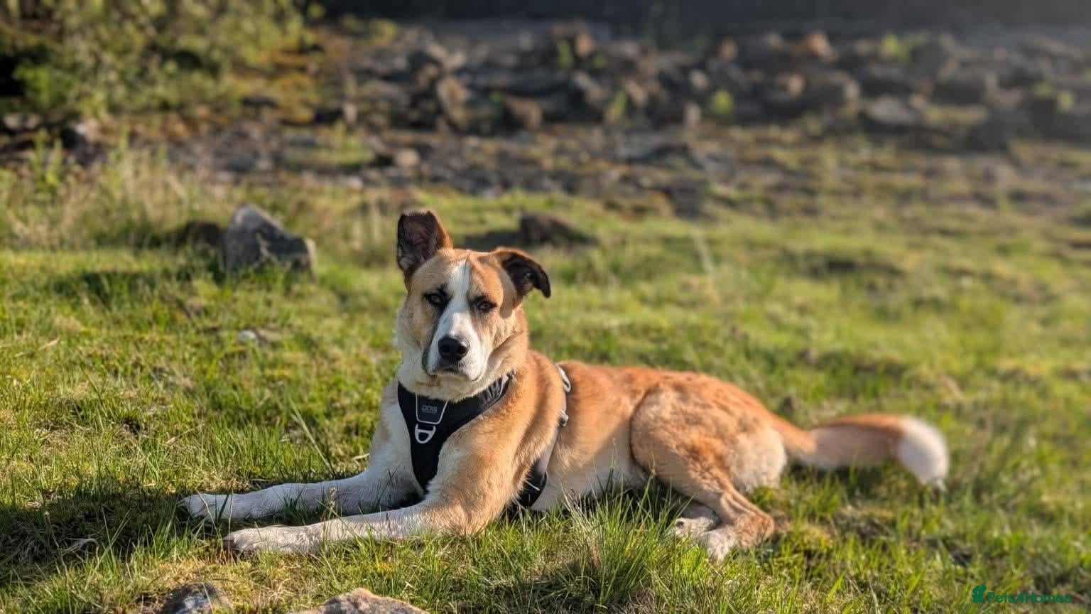 Mixed Breed dogs Meet Ruby, currently residing in Lancashire  - Advert 2