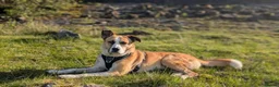 Mixed Breed dogs for adoption: Meet Ruby, currently residing in Lancashire  in Rochdale - Advert 1