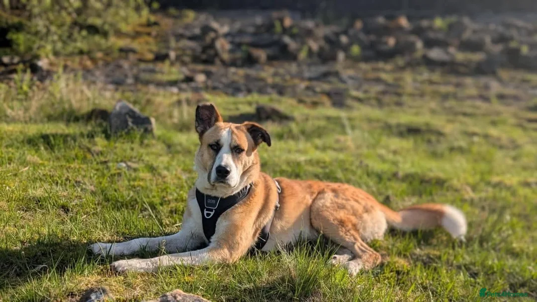 Mixed Breed dogs for adoption: Meet Ruby, currently residing in Lancashire  in Rochdale - Advert 1