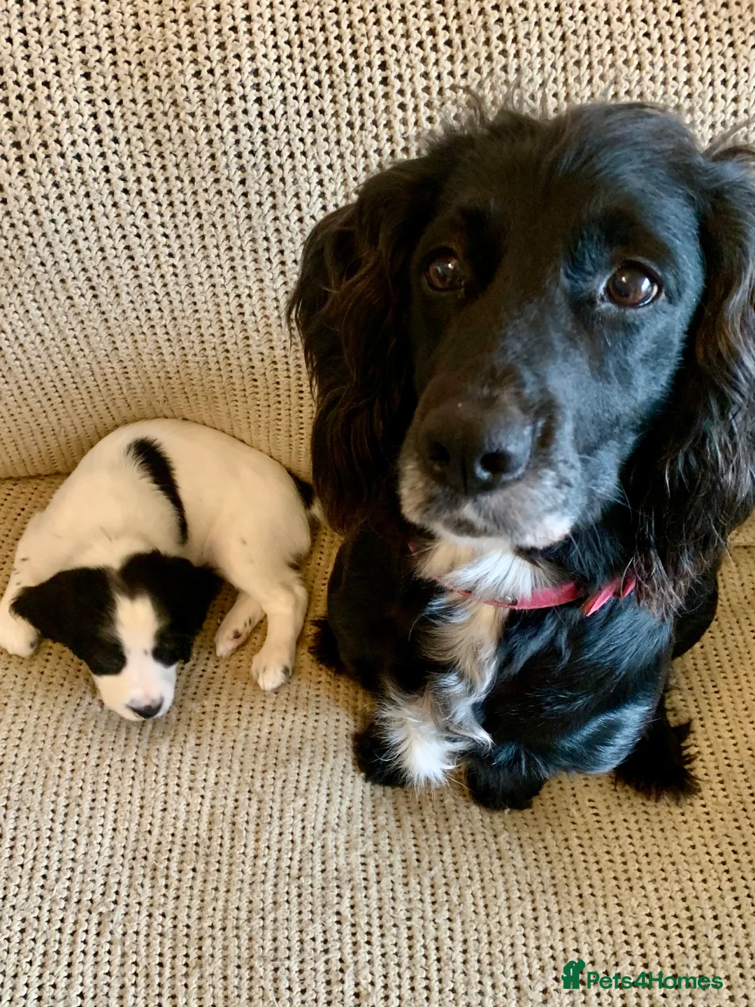 Cocker Spaniel dogs for sale: Cheeky cocker spaniel pups for sale in Blaenau Ffestiniog - Advert 1