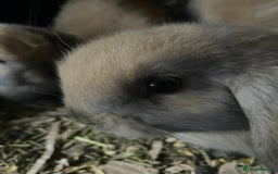 Mini Lop rabbits for sale: Pure bred minilop rabbits - Image 10