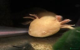 Axolotl reptiles for sale: 2 Beautiful Axolotl Boys Leucistic & Golden Albino - Image 8