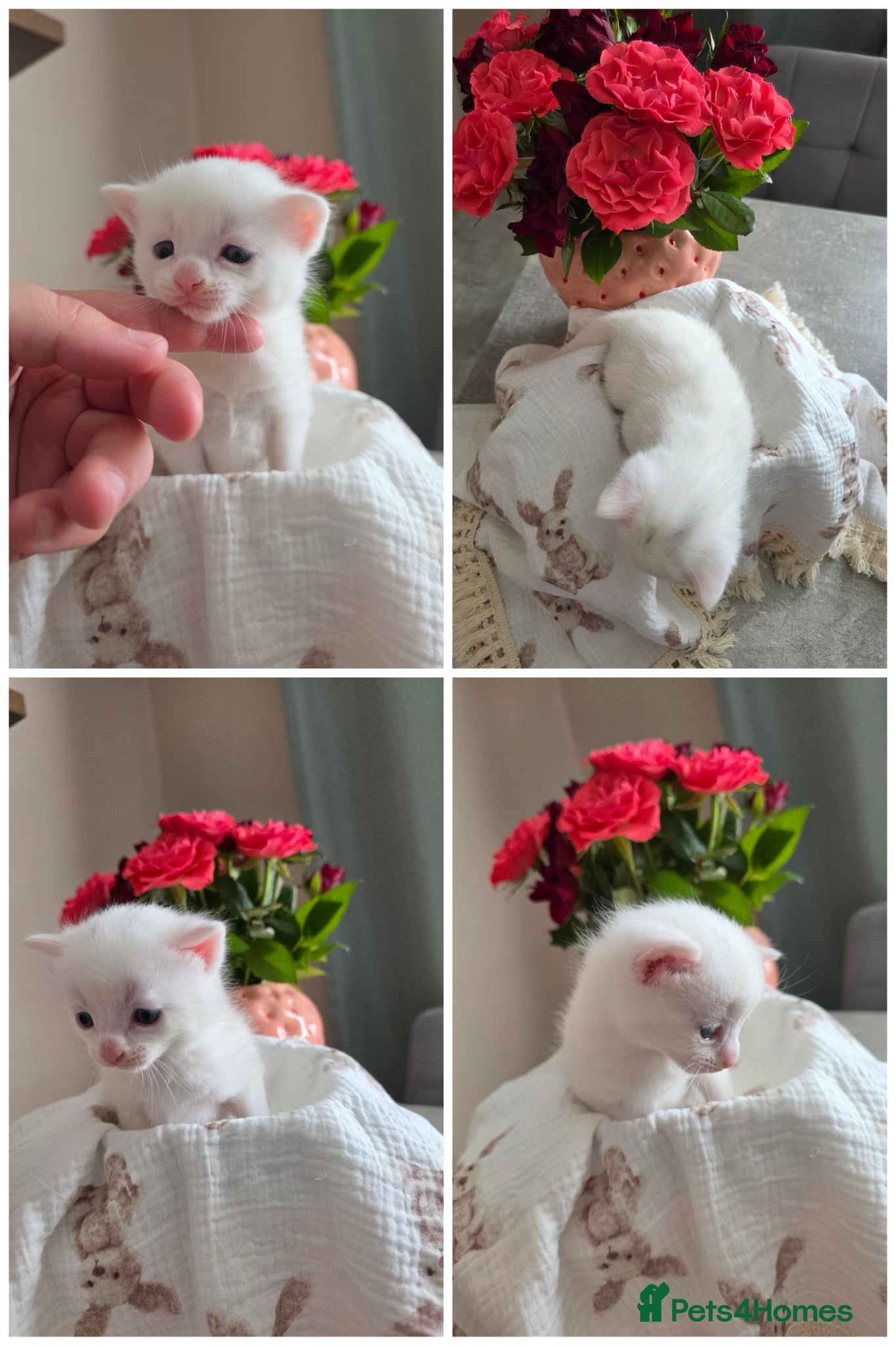 Mixed Breed cats One white boy left 🩵🐈‍⬛ - Advert 1