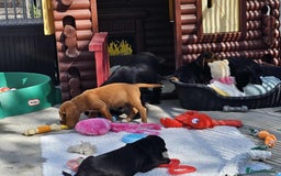 Bocker dogs for sale: Beautiful Bocker Boys - Ready Now - Image 6