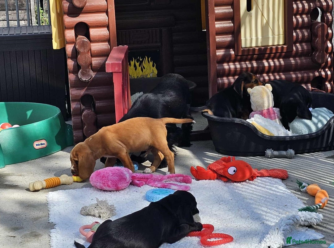 Bocker dogs for sale: Beautiful Bocker Boys - Ready Now - Image 6
