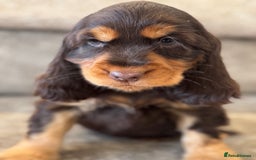 Cocker Spaniel dogs for sale: BEAUTIFUL SHOW TYPE COCKER SPANIELS  - Image 16
