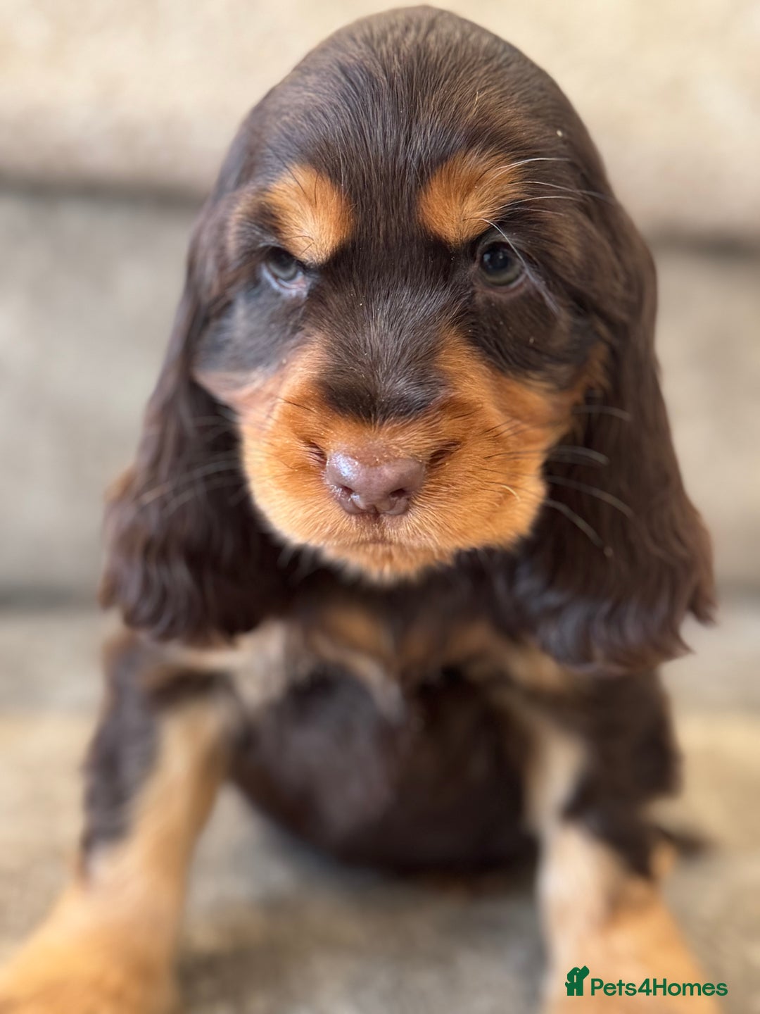 Cocker Spaniel dogs for sale: BEAUTIFUL SHOW TYPE COCKER SPANIELS  - Image 16