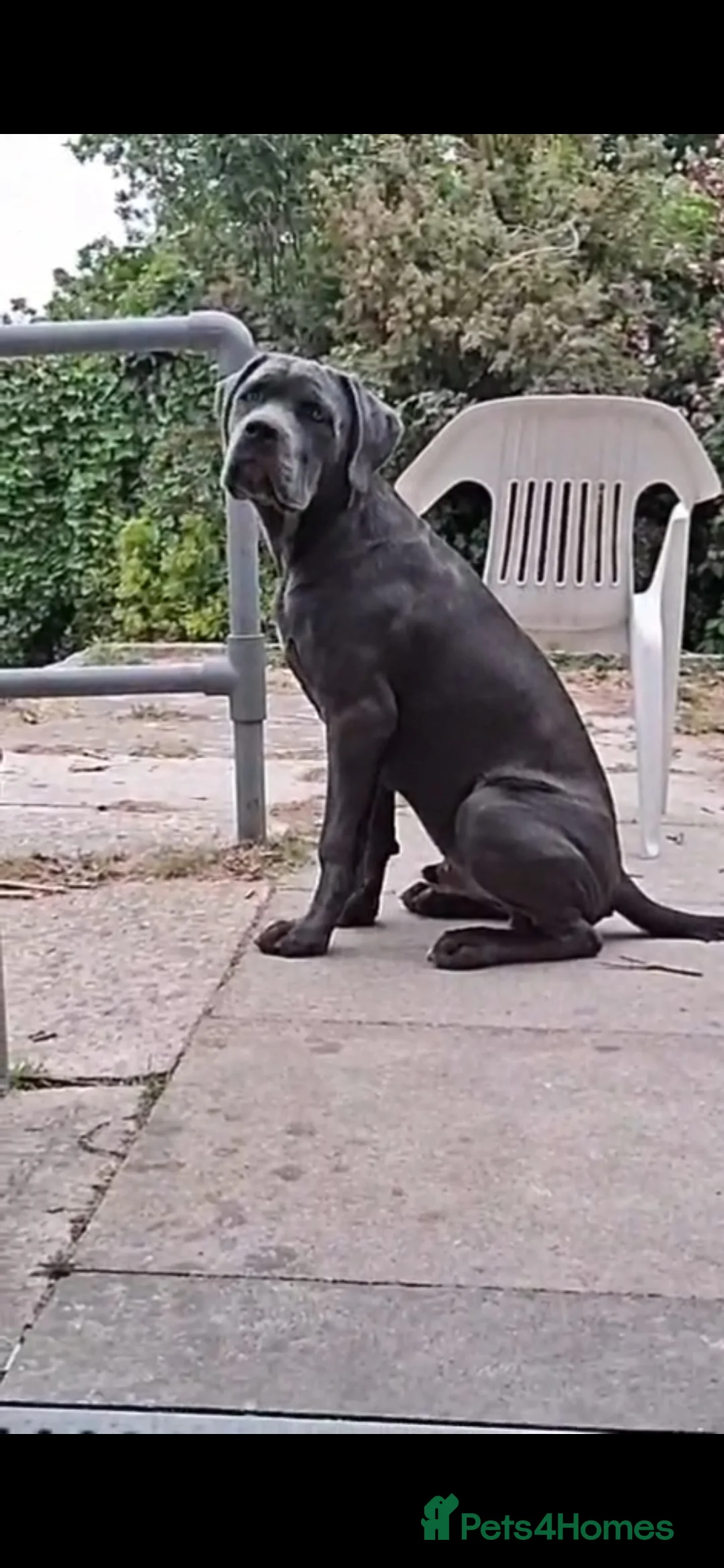 Cane Corso dogs for sale: Pure bred blue cane corso puppies for sale  - Advert 15