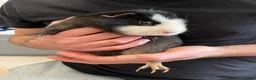 Guinea Pig rodents for sale: Guinea Pig boy, curly gene - Advert 1