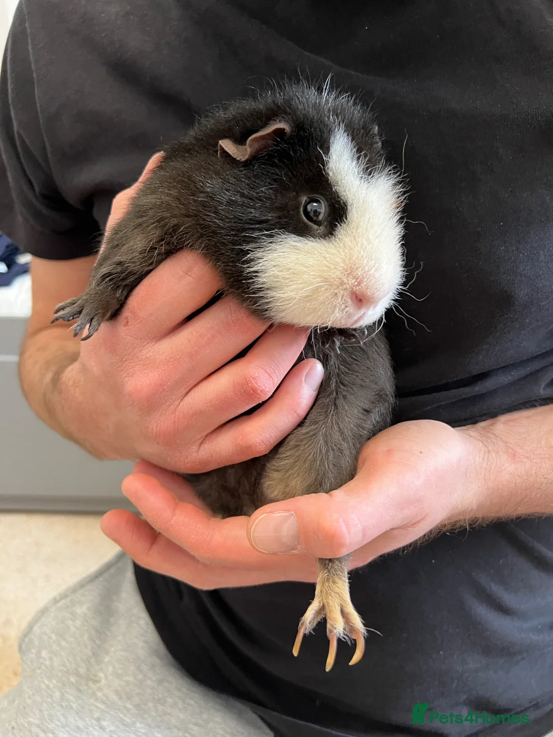 Guinea Pig rodents for sale: Guinea Pig boy, curly gene - Advert 1