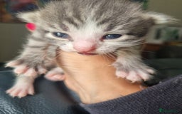 Maine Coon cats for sale: Main coon/ British short hair mix - Image 6