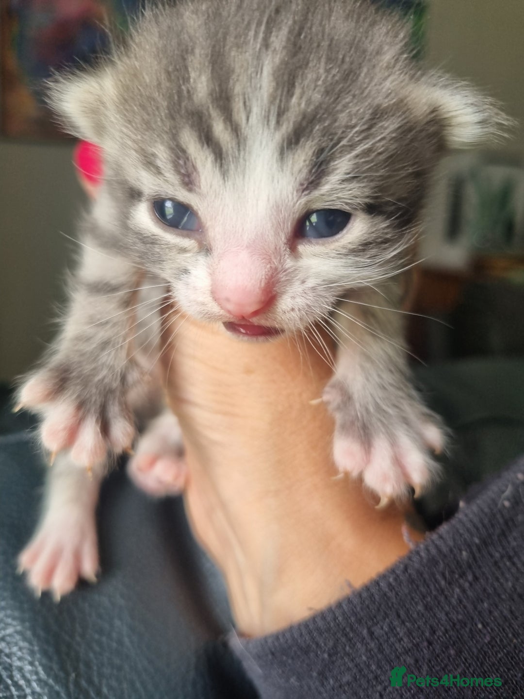 Maine Coon cats for sale: Main coon/ British short hair mix - Image 6