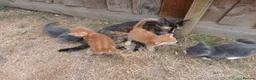 Mixed Breed cats for sale: 6 adorable tortoise shell kittens - Advert 3