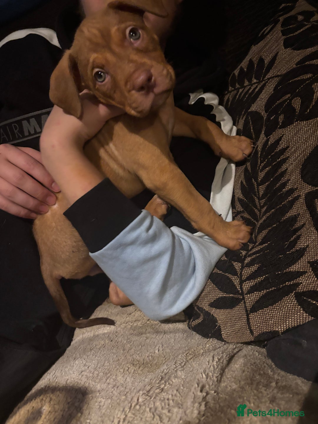 Mixed Breed dogs for sale: mastiffxrottweiler available now last 3 girls left - Advert 37