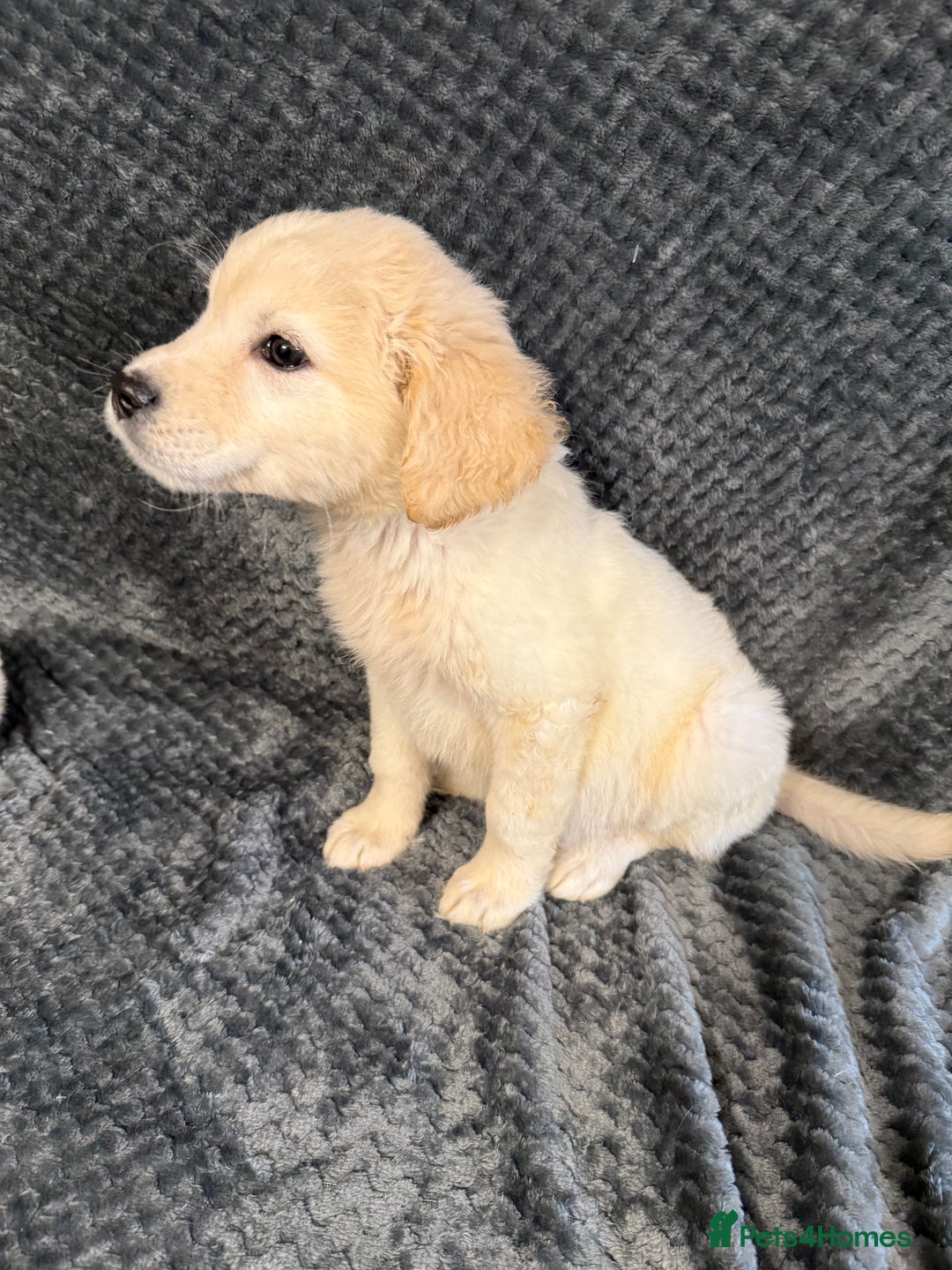 Golden Retriever dogs for sale: Golden Retriever Puppies - Image 7