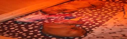 Hungarian Vizsla dogs for sale: 1 male KC registered Hungarian vizsla puppy  - Advert 11
