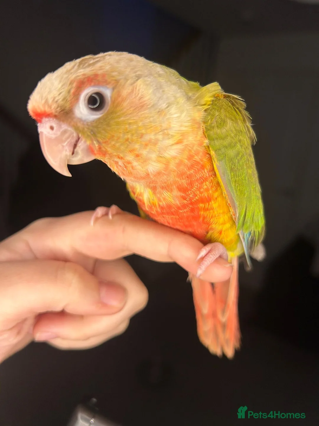Conures birds for sale: Hand reared conure  in Newport - Advert 3