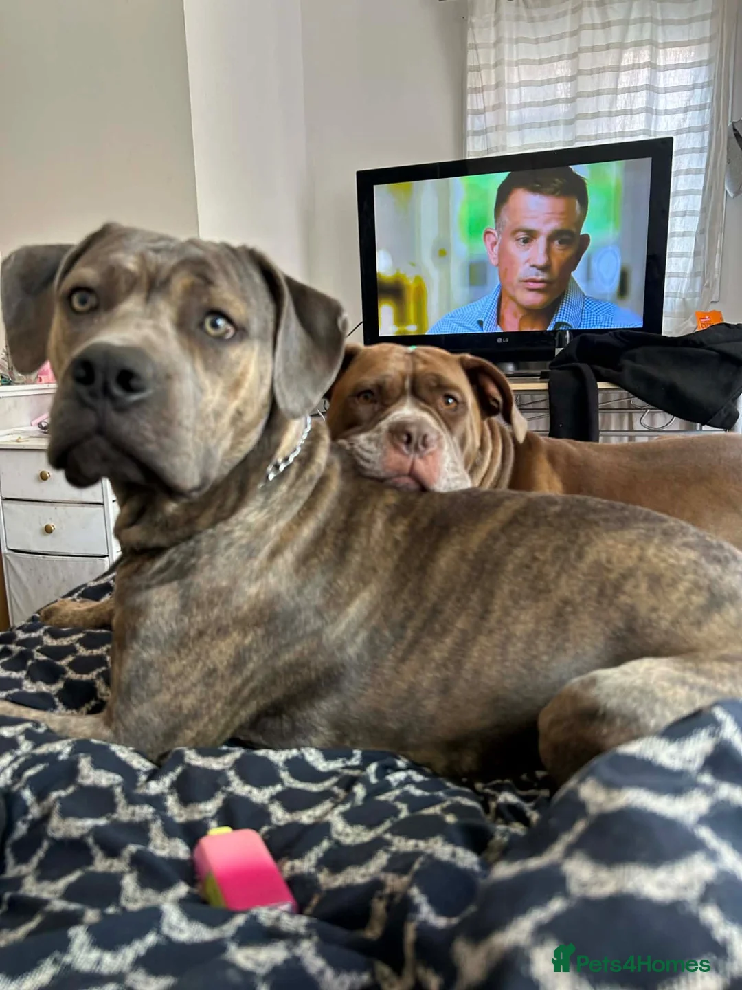 Mixed Breed dogs for sale: Bandogge mastiff pups  - Advert 1