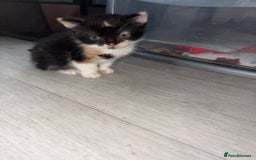 Mixed Breed cats for sale: 5 kittens for sale - Image 1