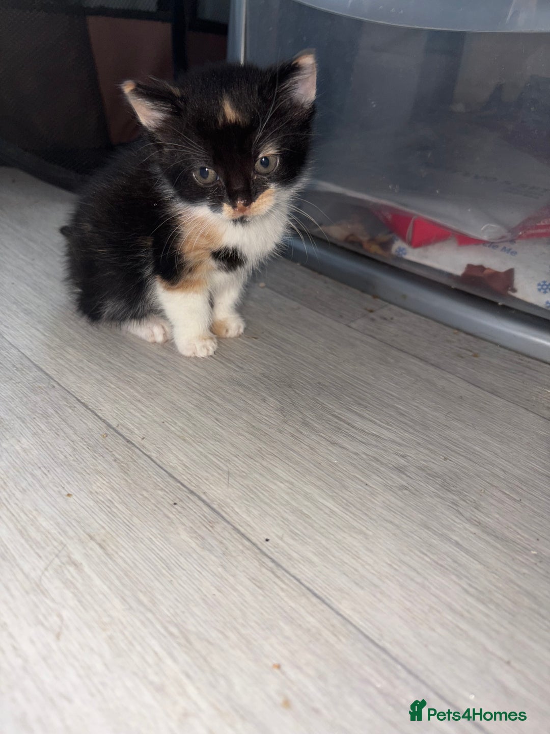 Mixed Breed cats for sale: 5 kittens for sale - Image 1