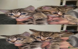 Mixed Breed cats for sale: British Blue Tabby X DSH Kittens For Sale - Image 9