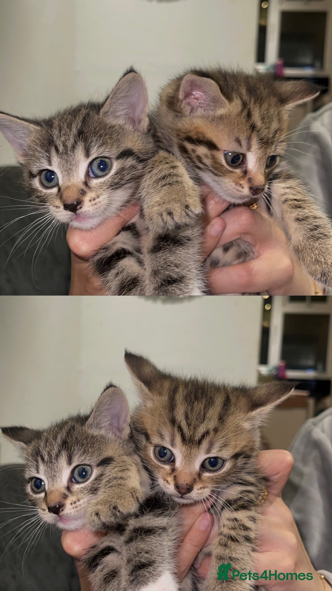 Mixed Breed cats for sale: British Blue Tabby X DSH Kittens For Sale - Image 9