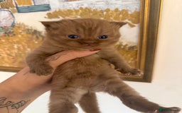 British Shorthair cats for sale: Rare Cinammon British Shorthair Princess - Image 1