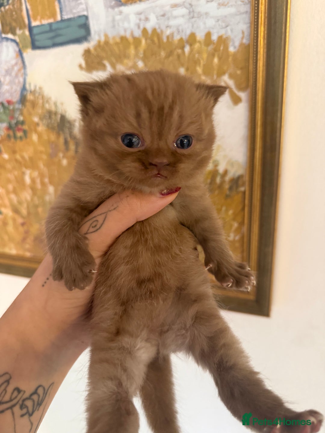 British Shorthair cats for sale: Rare Cinammon British Shorthair Princess - Image 1