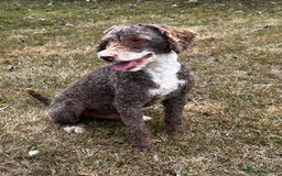 Miniature Poodle dogs for stud: Miniature Poodle KC Reg Fully DNA Health Tested  in Radstock - Image 4