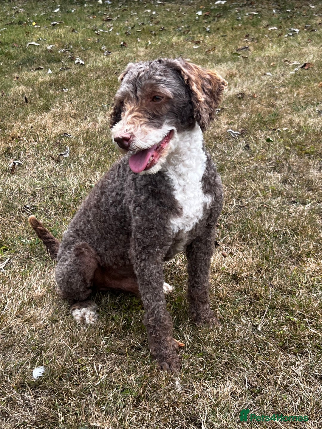 Miniature Poodle dogs for stud: Miniature Poodle KC Reg Fully DNA Health Tested  in Radstock - Image 4