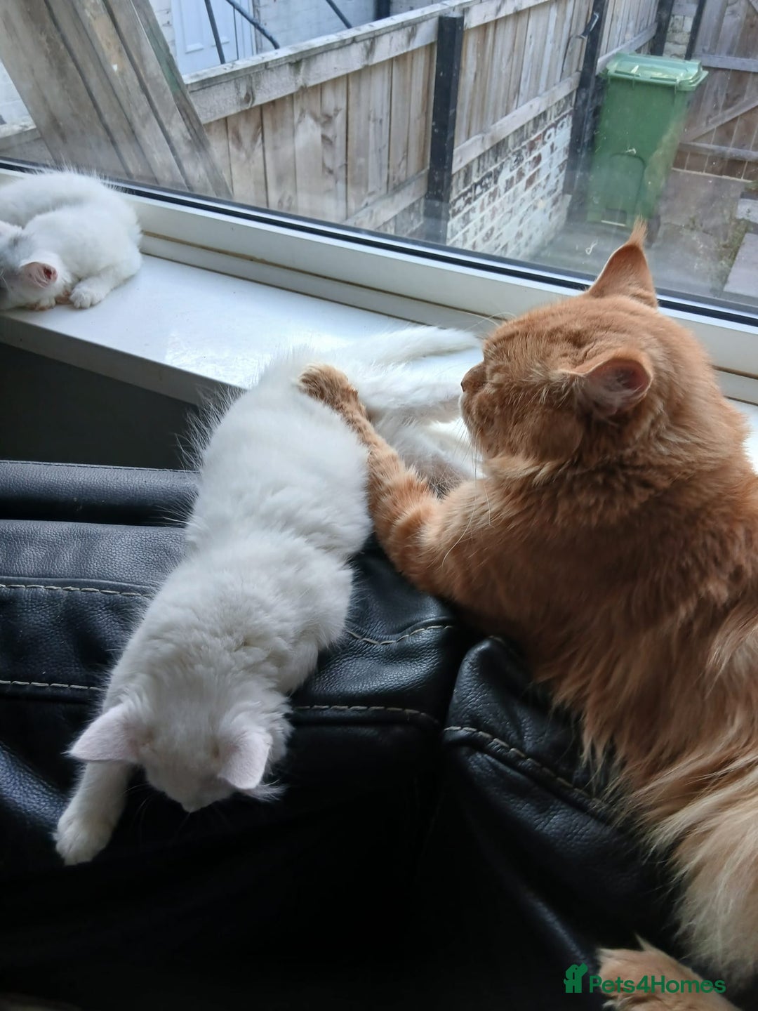 Maine Coon cats for sale: Maine Coon kittens (XL) - Advert 4