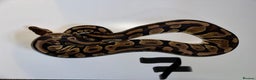 Python Snake reptiles for sale: Collection of ball pythons  - Advert 7