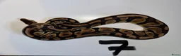 Python Snake reptiles for sale: Collection of ball pythons  - Advert 5