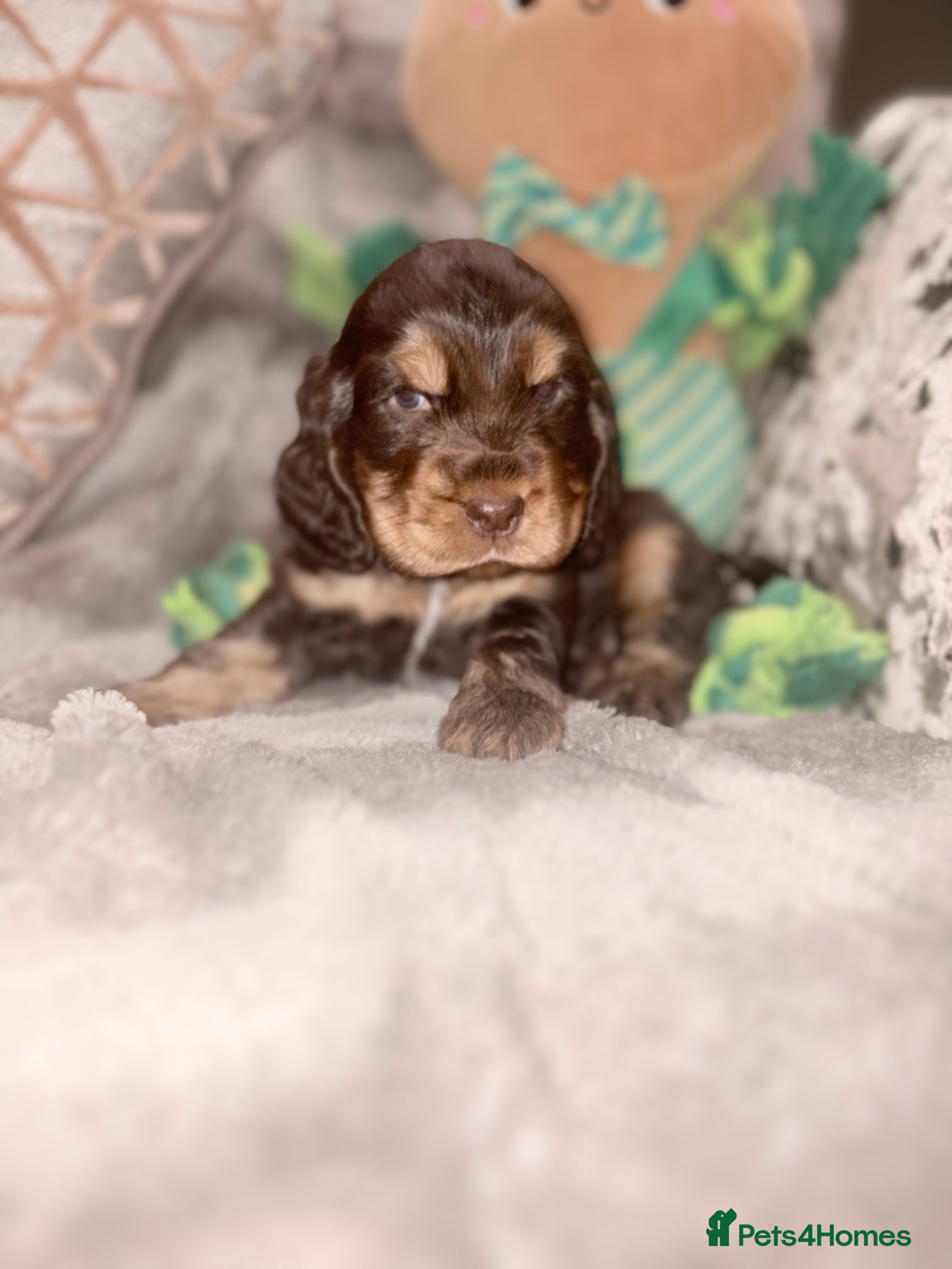 Cocker Spaniel dogs One Beautiful DNA tested Show Cocker Spaniels - Advert 11