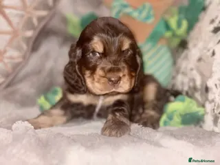 Cocker Spaniel dogs One Beautiful DNA tested Show Cocker Spaniels - Advert 11