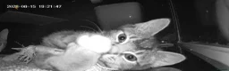 Domestic Shorthair cats for sale: 4 month spayed kitten (FREE) ready for collection in London - Advert 5
