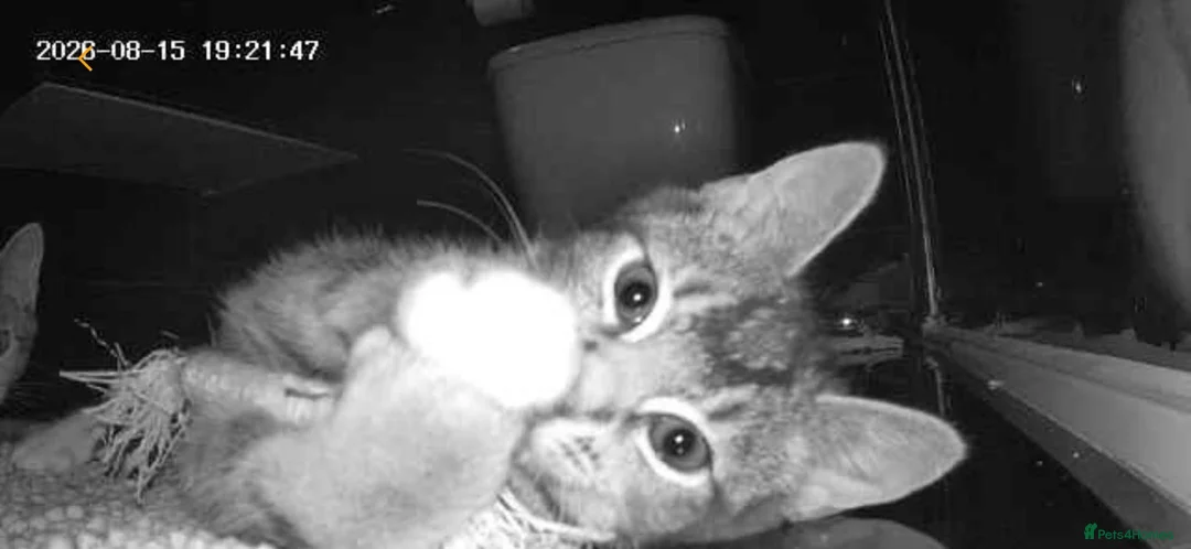 Domestic Shorthair cats for sale: 4 month spayed kitten (FREE) ready for collection in London - Advert 5