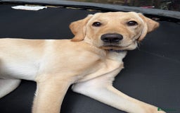 Labrador Retriever dogs for sale: Cream Labrador Retriever Puppy  - Image 6