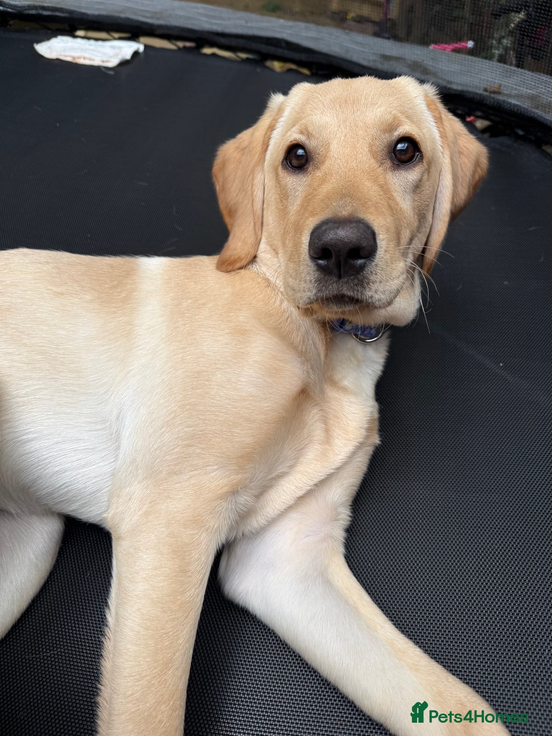 Labrador Retriever dogs for sale: Cream Labrador Retriever Puppy  - Image 6