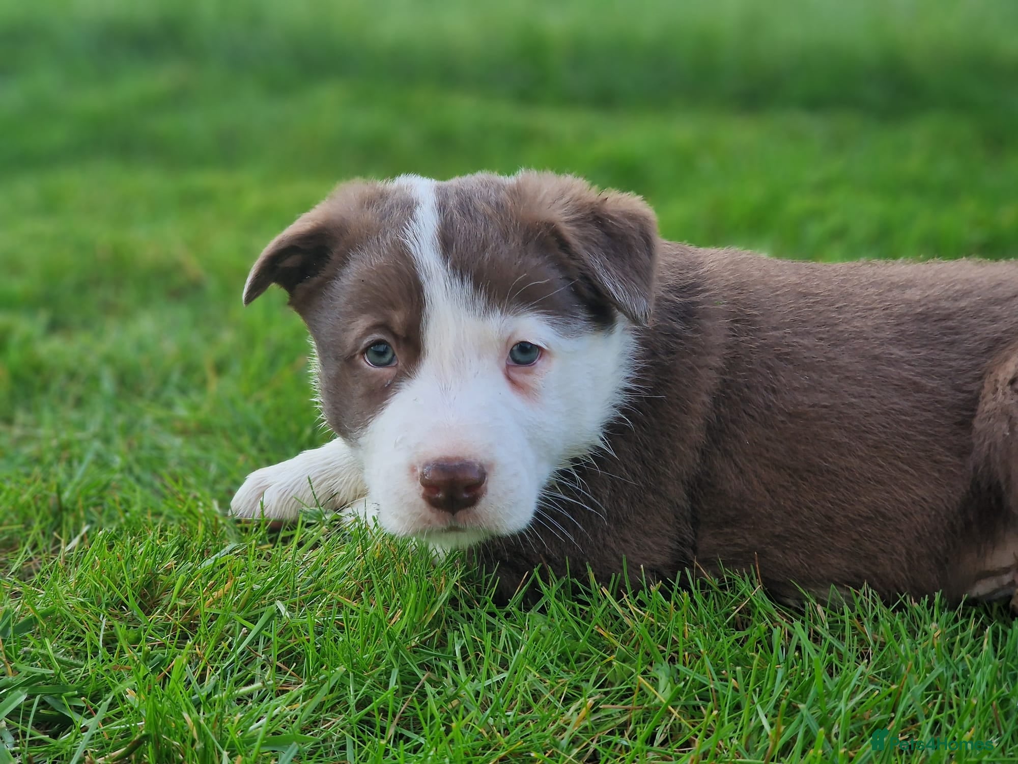 Border Collie dogs Stunning Border Collie Puppies - Advert 4