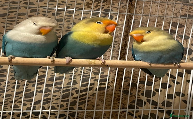 Lovebirds birds Beautiful babies so cute and beautiful colors  - Advert 1