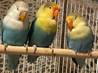 Lovebirds birds Beautiful babies so cute and beautiful colors - Advert 4